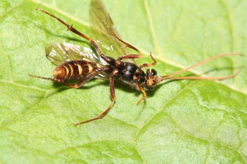 Rynchobanchus flavopictus